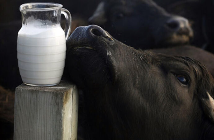 Innovación con sabor: la Facultad de Veterinaria produce alimentos con leche de búfala