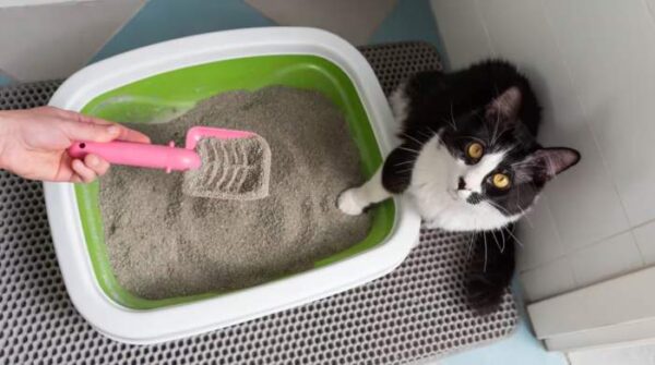EL TRUCO PARA ELIMINAR LOS MALOS OLORES DE LA CAJA DE ARENA DEL GATO