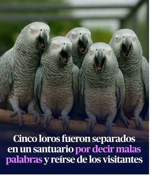🦜 ¡Expulsados por mal hablados! Cinco loros fueron aislados en un parque por insultar a los visitantes