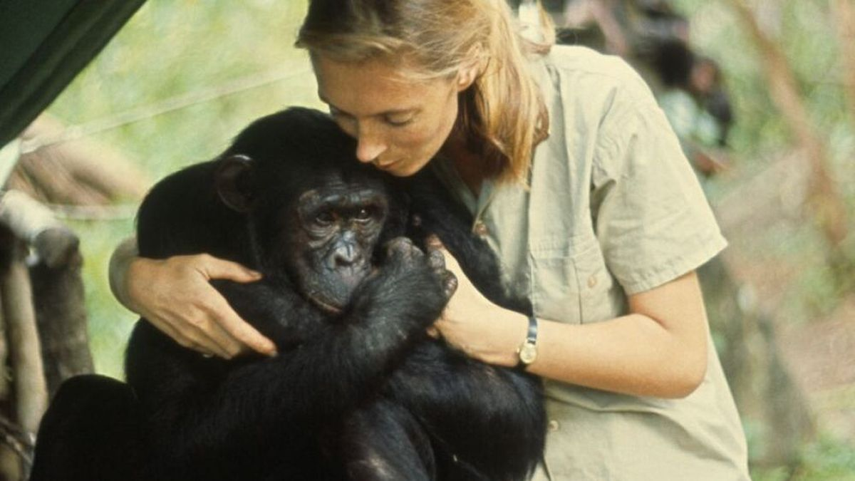 Murió Jane Goodall, la científica que revolucionó el estudio de los chimpancés