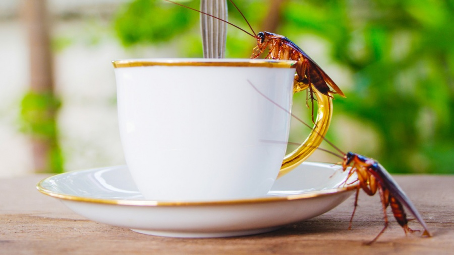“Insecto latte”: lanzan en China un café innovador (VIDEO)