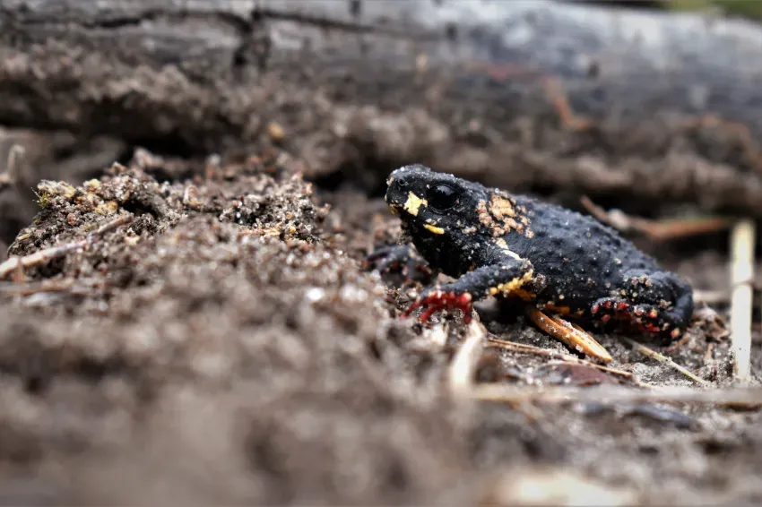 Histórico: el sapito correntino ya es Monumento Natural Provincial