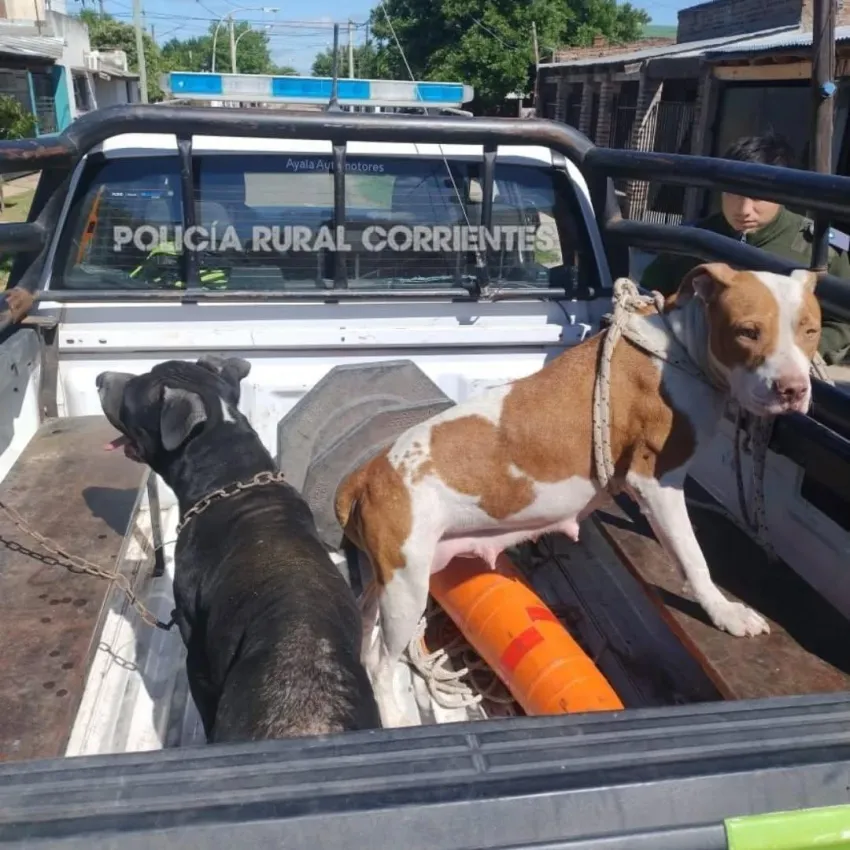 Desarticularon un criadero ilegal de pitbulls en Corrientes y rescataron seis animales