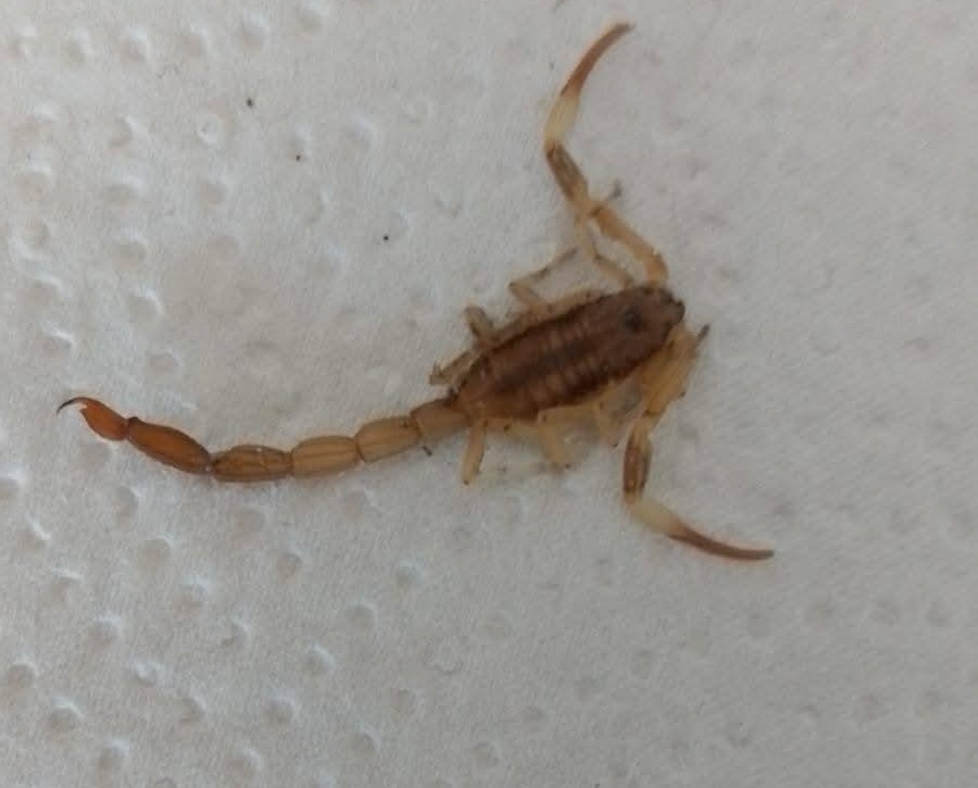 Alerta en Santa Lucía: un niño de cuatro años fue picado por un alacrán