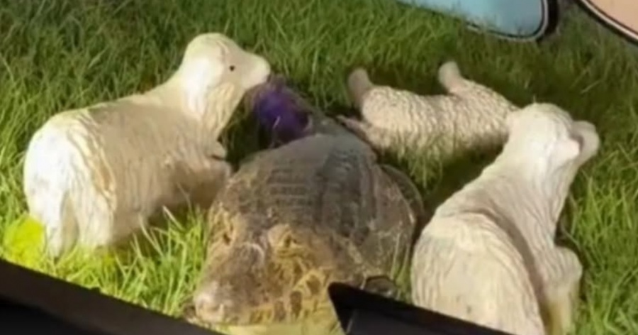 Viral: un yacaré ocupó el lugar del Niño Jesús en un pesebre navideño