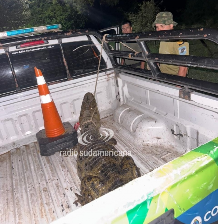 SUSTO EN SALADAS: UN GRAN YACARÉ APARECIÓ EN EL PATIO DE UNA CASA